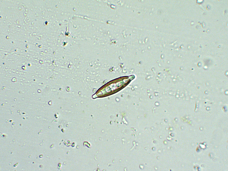 Prima alga osservata